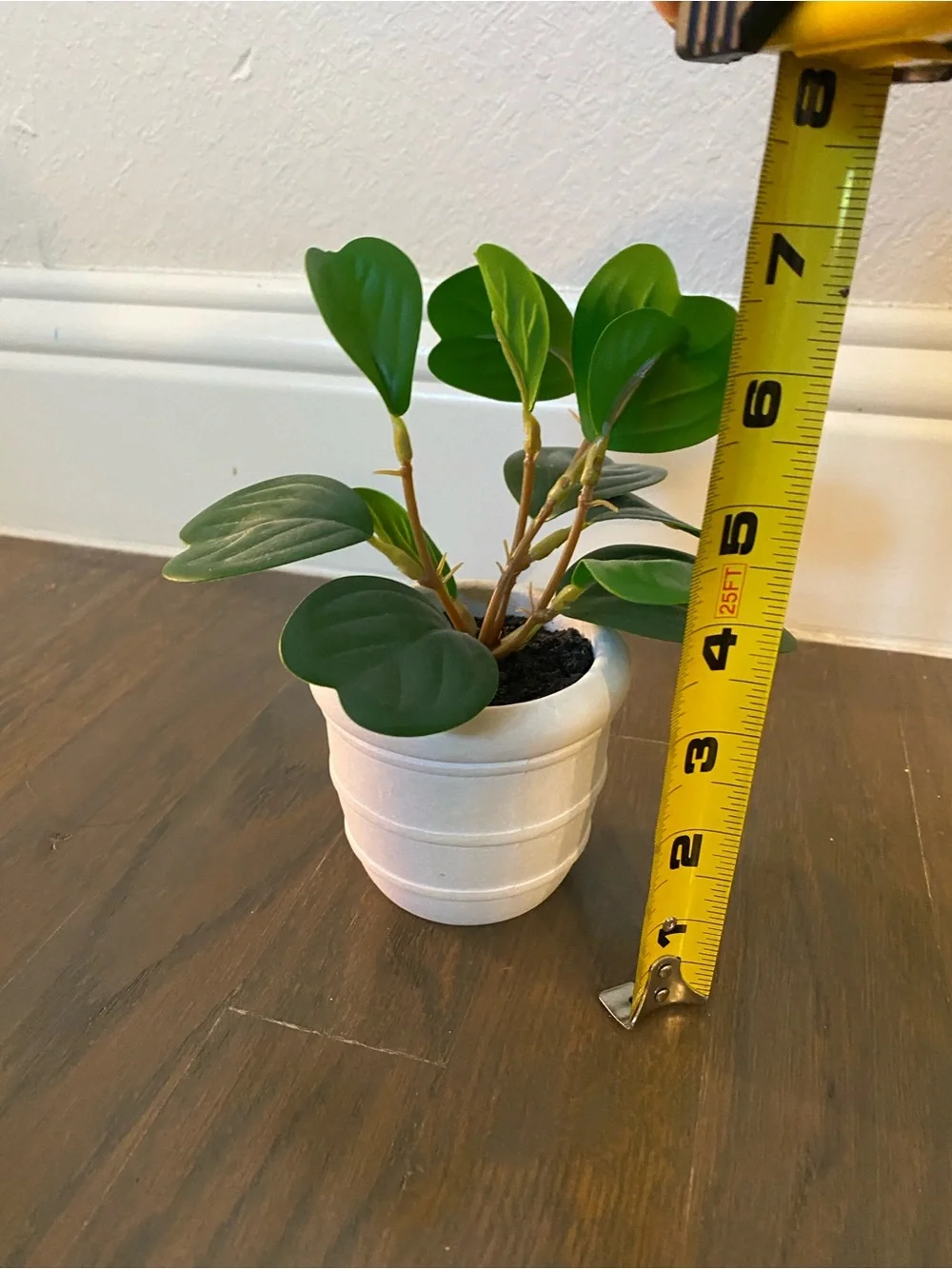 Target artificial peperomia